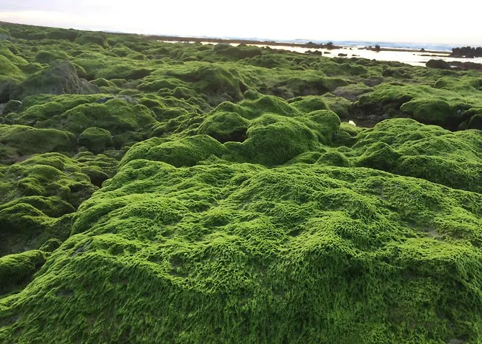 Апартаменти Barracuda Style *